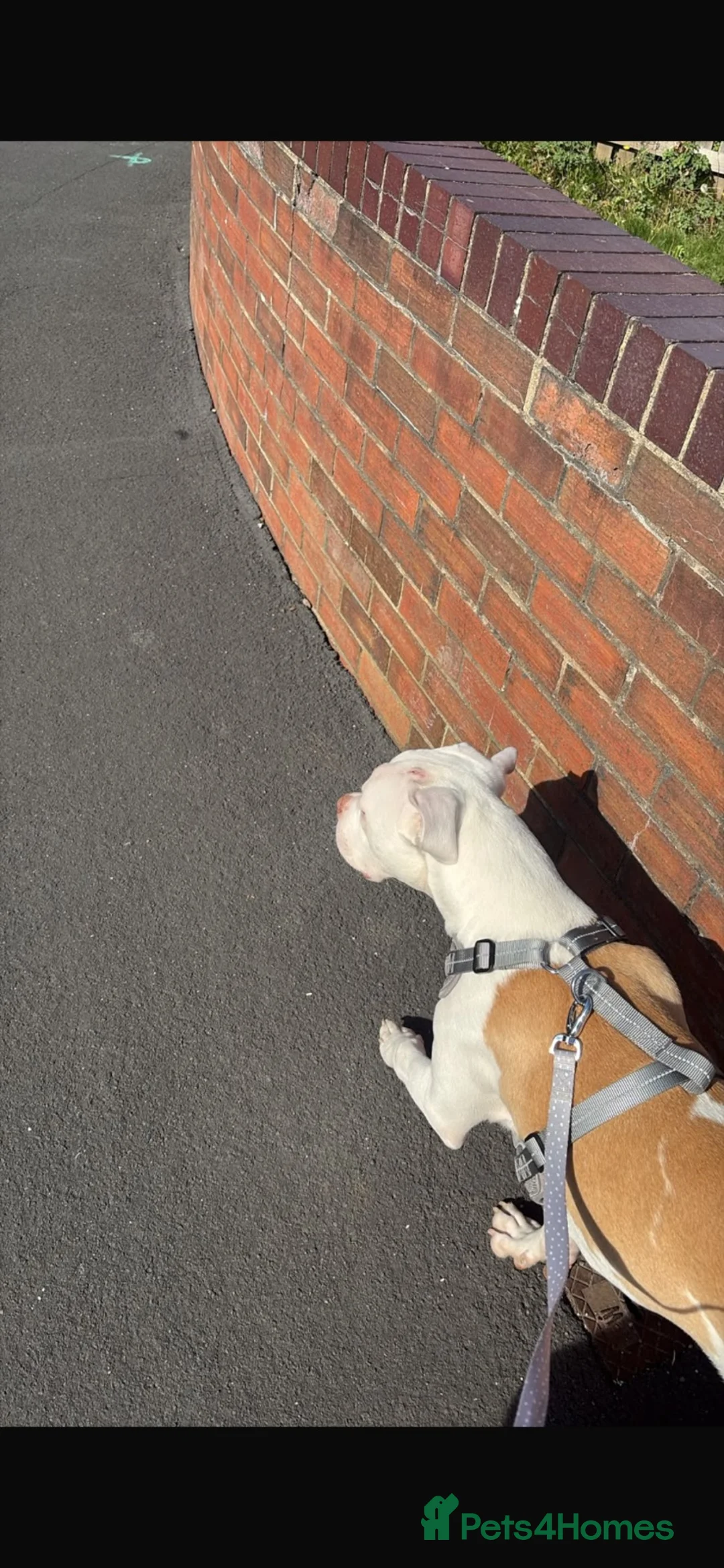 American Bulldog dogs for sale: American BullDog Puppy  - Advert 2