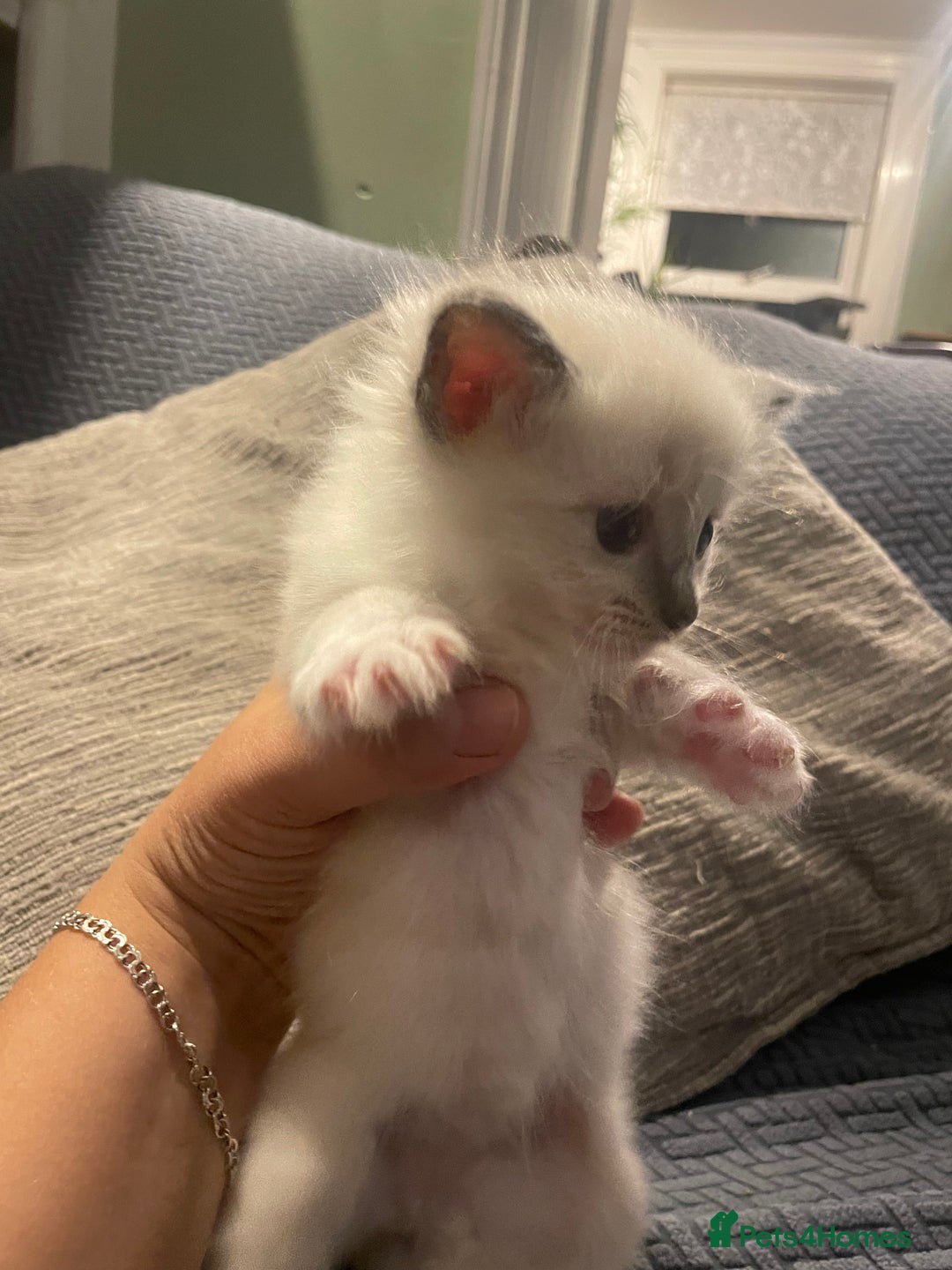 Ragdoll cats for sale: Beautiful Ragdoll Kittens - Image 4