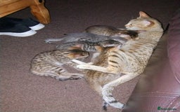 Serengeti cats for sale: Serengeti kitten  - Image 3