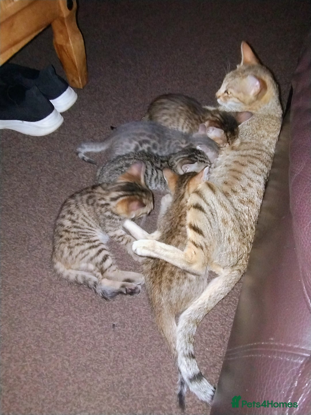 Serengeti cats for sale: Serengeti kitten  - Image 3