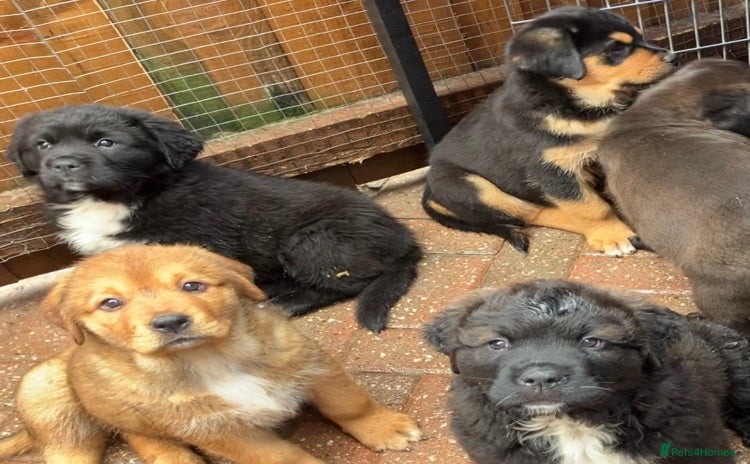 Central Asian Shepherd dogs - Advert 2