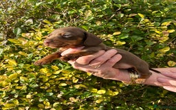 Miniature Dachshund dogs for sale: Kc reg mini dachshunds - Image 1