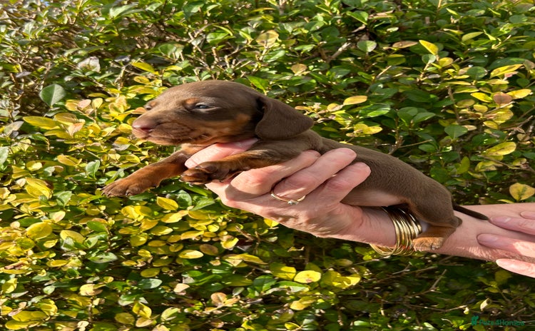 Miniature Dachshund dogs - Advert 12