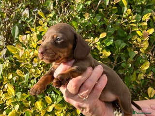 Miniature Dachshund dogs - Advert 25