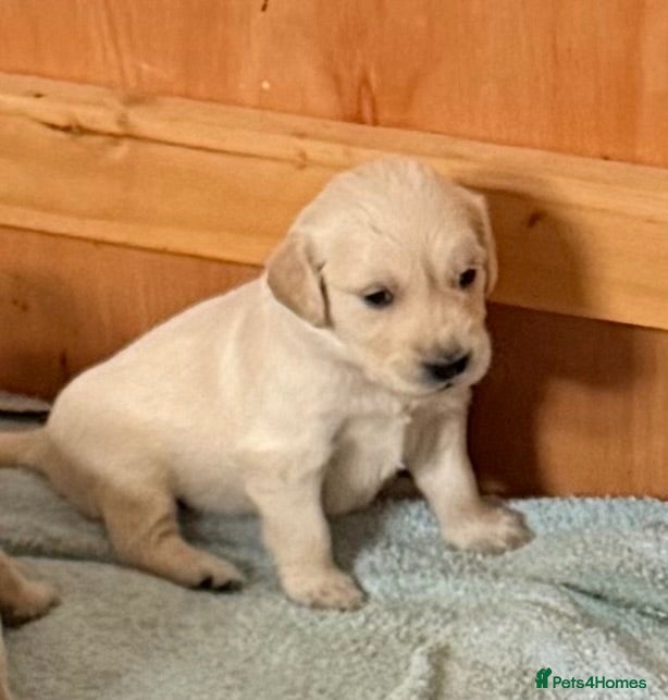 Golden Retriever dogs KC Registered and tested Golden Retrievers - Advert 9