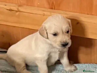 Golden Retriever dogs KC Registered and tested Golden Retrievers - Advert 2