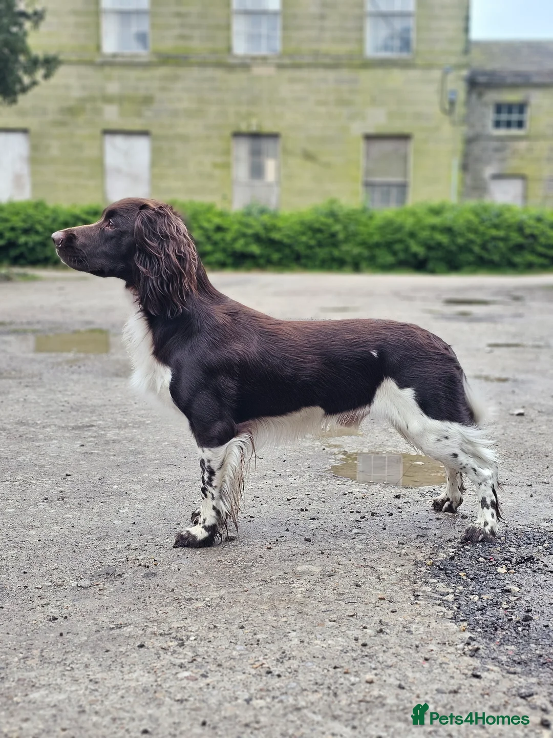 English Springer Spaniel dogs for stud: English Springer Spaniel Stud in Derby - Advert 8