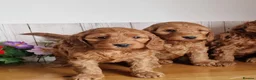 Cavapoo dogs for sale: Beautiful solid red cavapoos  - Advert 4