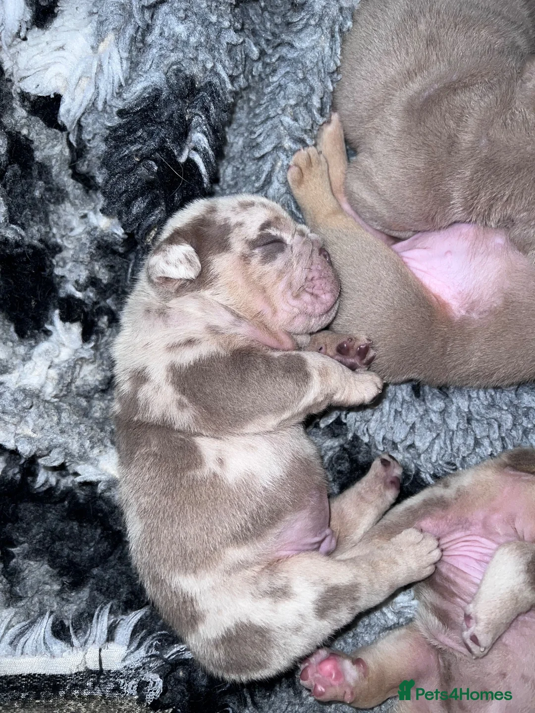 English Bulldog dogs for sale: Exceptional English Bulldog Puppies - Advert 1