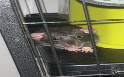 Rat rodents for sale: two female rats for sale - Image 3