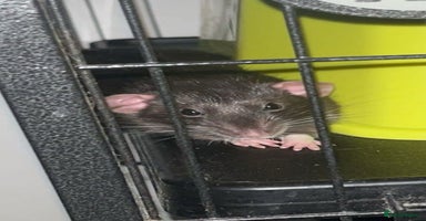 Rat rodents - Advert 6