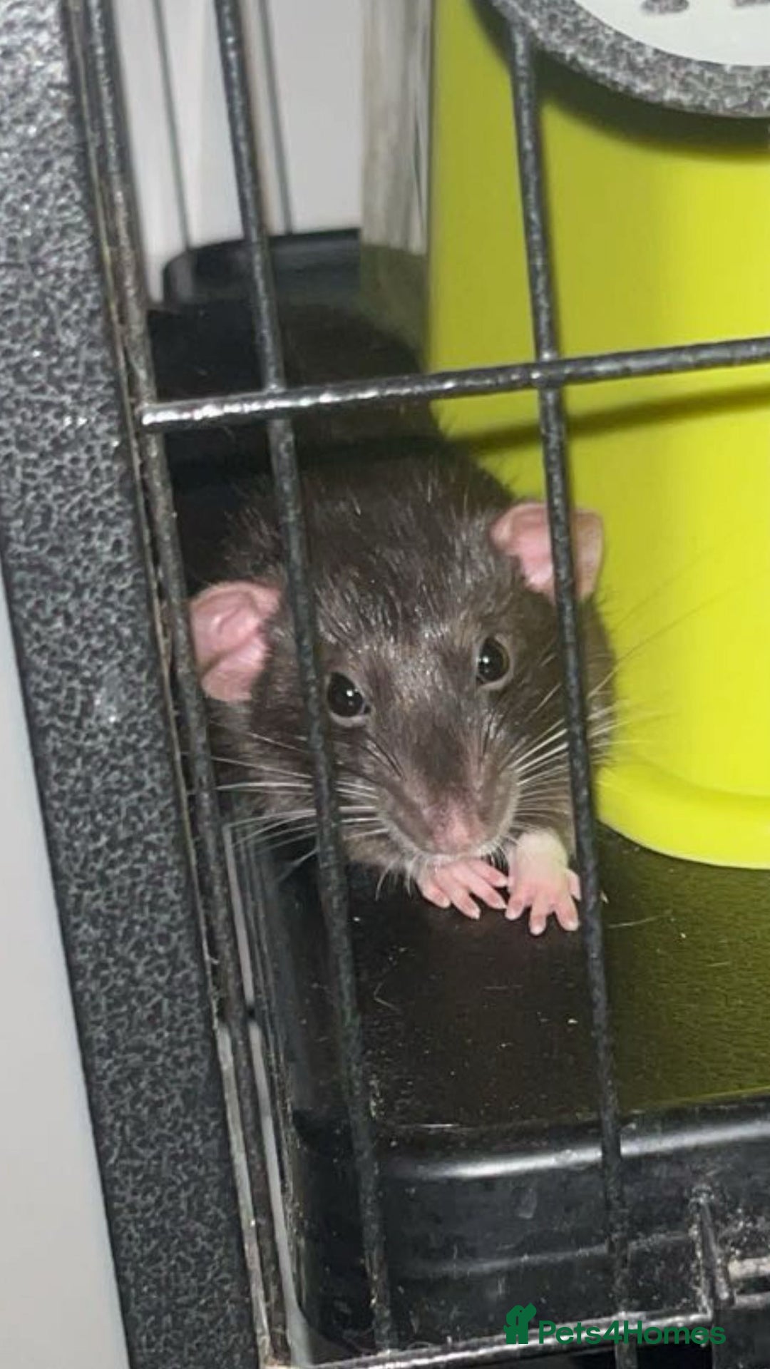 Rat rodents for sale: two female rats for sale - Image 3