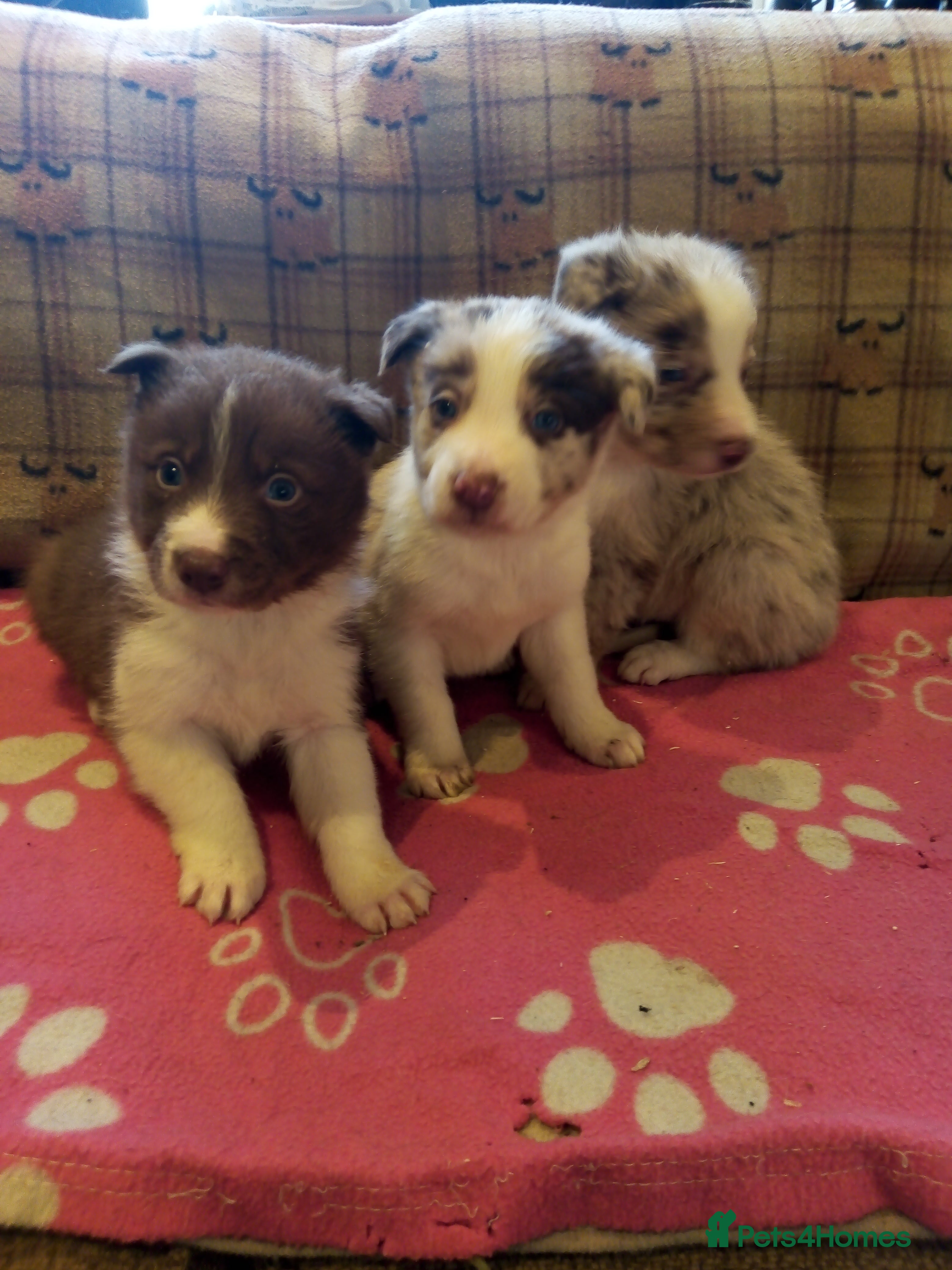 Border Collie dogs Stunning Red Merle and Red and White Puppies - Advert 14