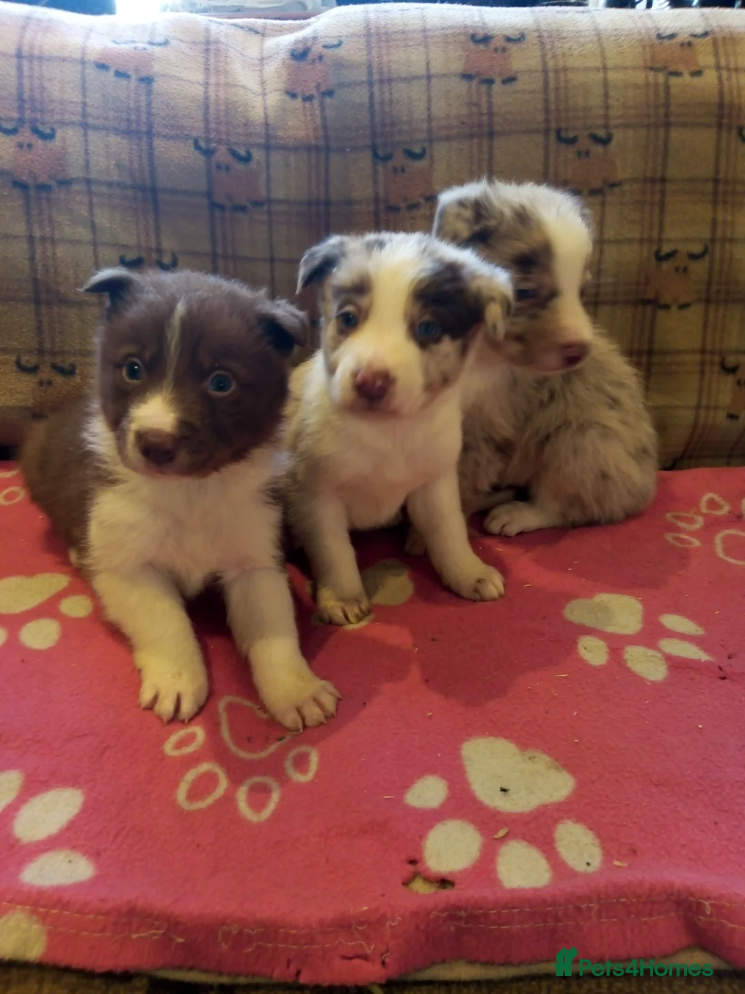 Border Collie dogs for sale: Stunning Red Merle and Red and White Puppies - Advert 1