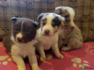 Border Collie dogs Stunning Red Merle and Red and White Puppies - Advert 9