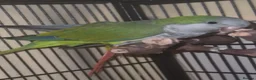 Parakeets birds for sale: Green Quaker parrot and dilute Green cheek conure  in Bradford - Advert 1