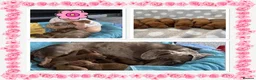 Miniature Dachshund dogs for sale: Miniature Dachshund Puppies - Advert 6
