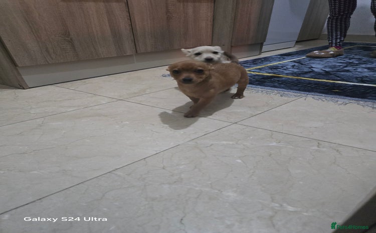 Mixed Breed dogs - Advert 1