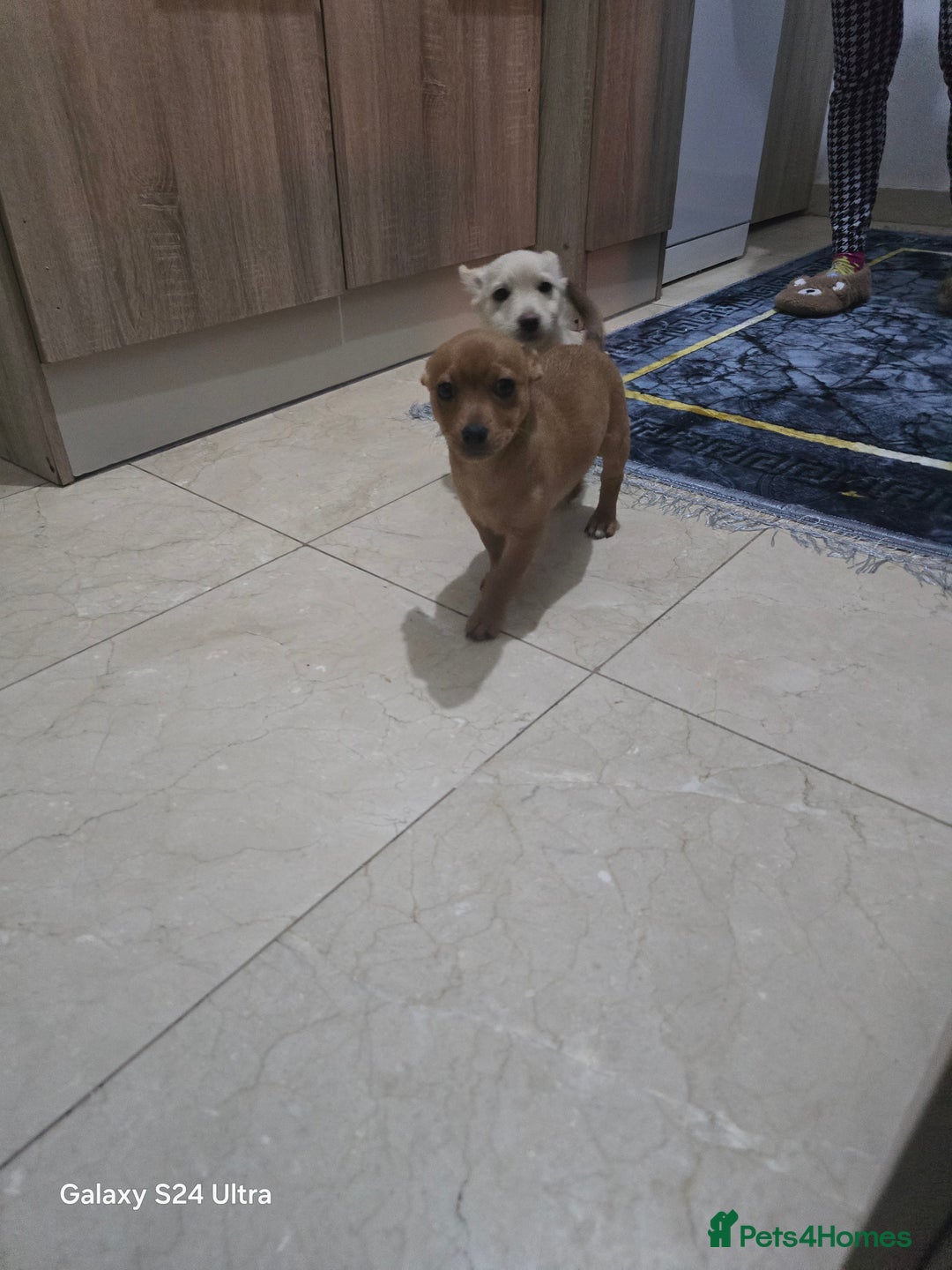 Mixed Breed dogs for sale: Puppy  - Image 1