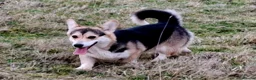 Mixed Breed dogs for sale: Beautiful Corgi cross basset pups 🐾 - Advert 1