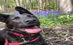 Mixed Breed dogs for sale: German Shepherd x Cane Corso - Image 7