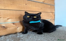 British Shorthair cats for sale: BSH GCCF Active Registered champion lines - Image 16