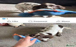 Sprocker dogs for sale: Sprocker spaniel puppy - Image 4