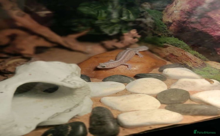 Gecko reptiles - Advert 1