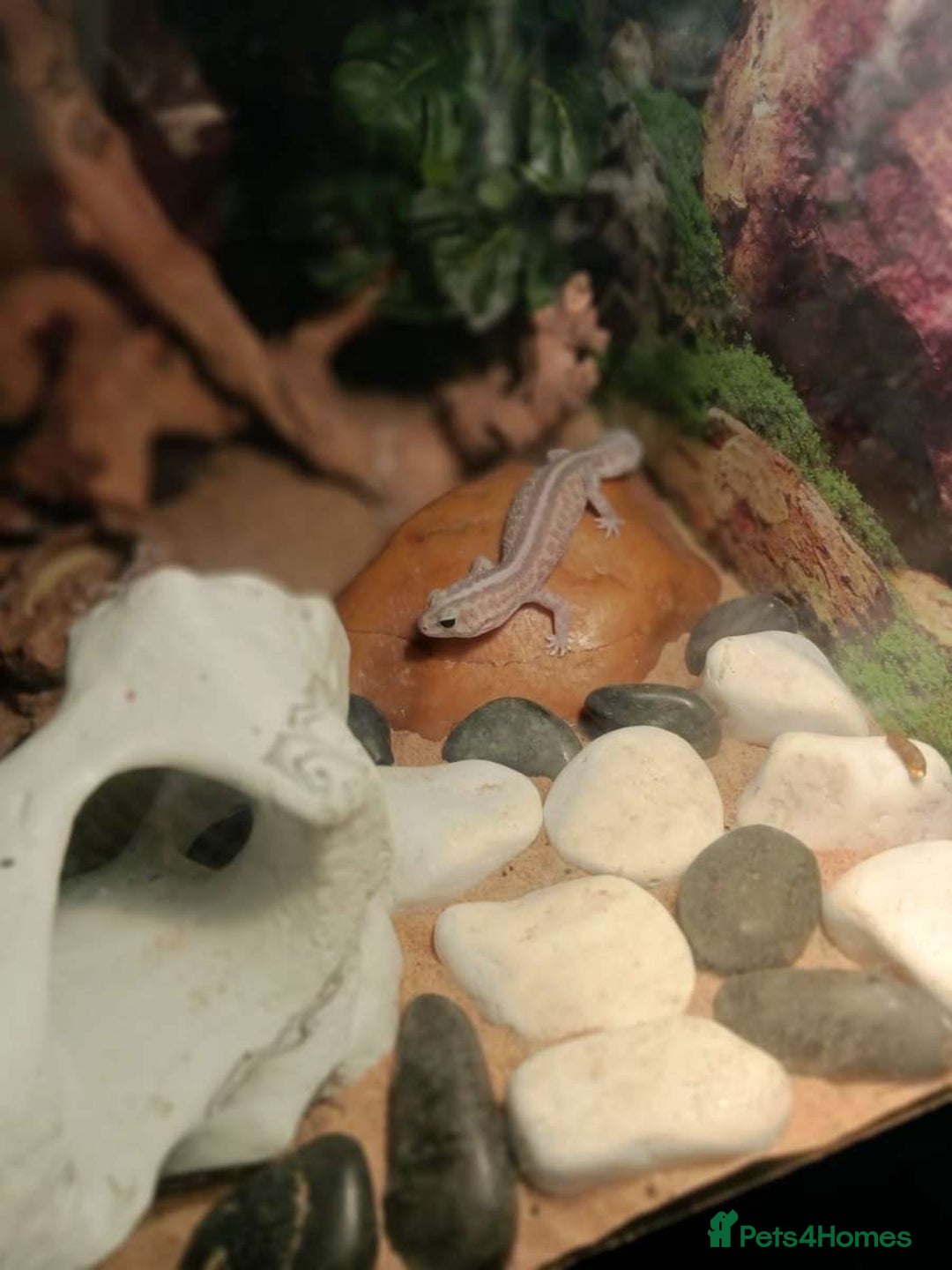Gecko reptiles for sale: Ghost and leopard geckos for rehoming - Image 1