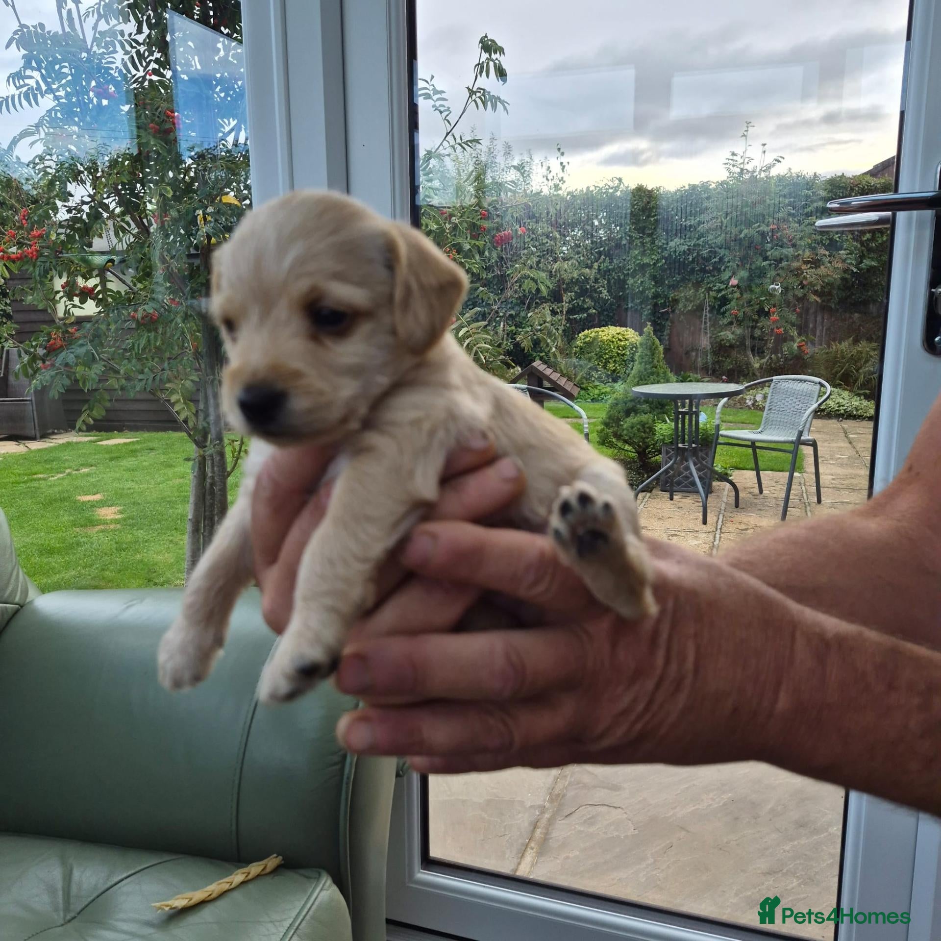 Jackapoo dogs Gorgeous Jackapoo Puppies - Advert 2