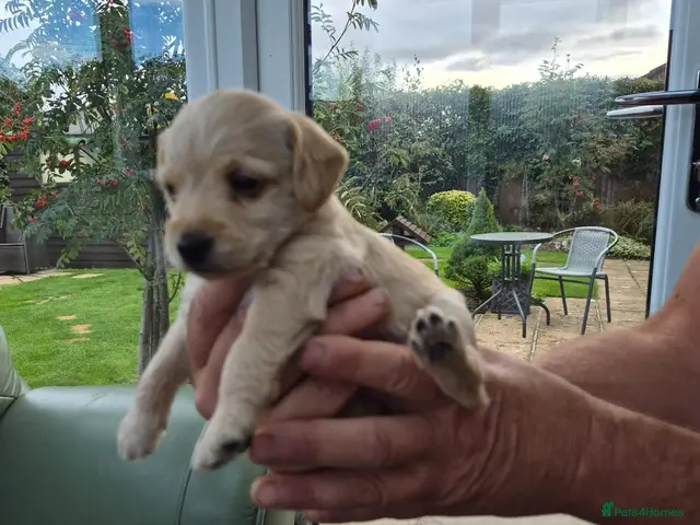 Jackapoo dogs RESERVED - Advert 2