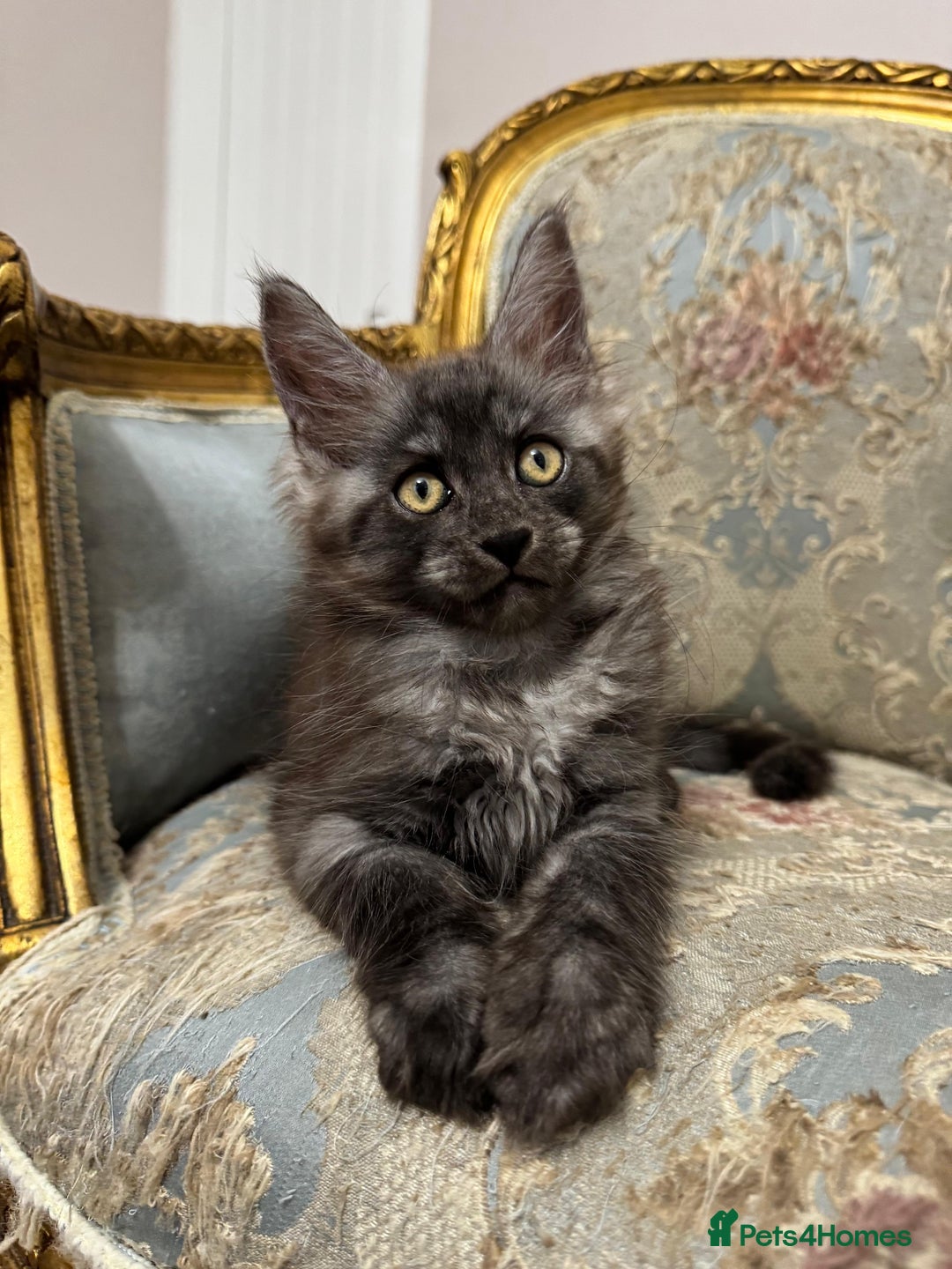 Maine Coon cats for sale: Maine Coon Kittens with Elite Heritage 🌟🌟🌟🌟🌟 - Image 14