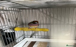 Finches birds for sale: Gouldian Finch - Image 7