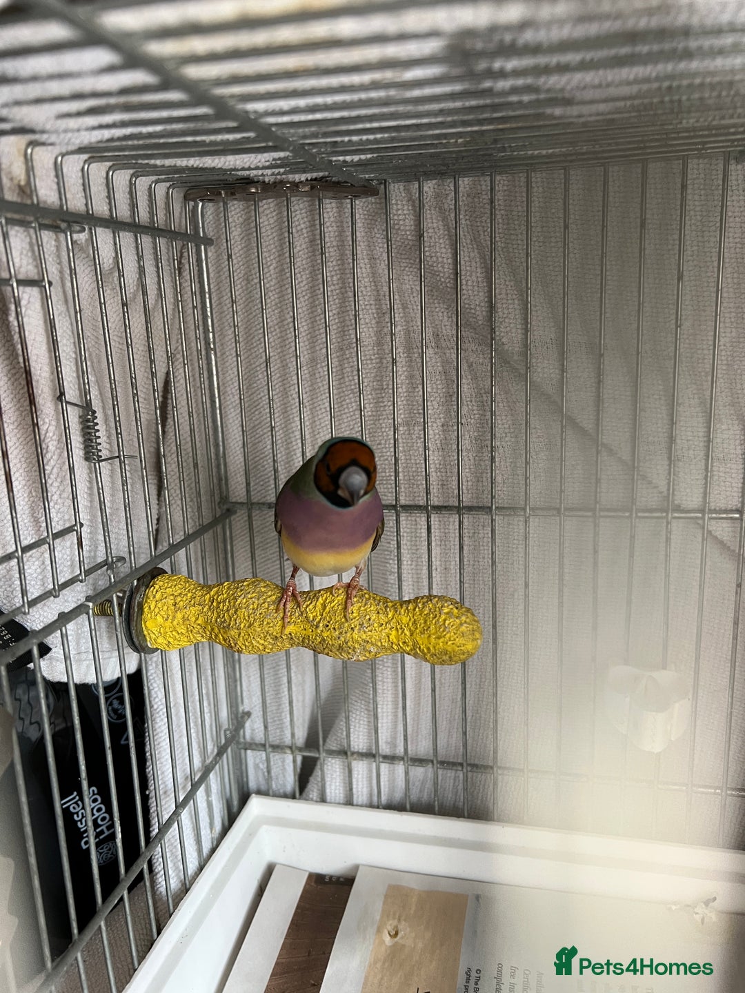 Finches birds for sale: Gouldian Finch - Image 7
