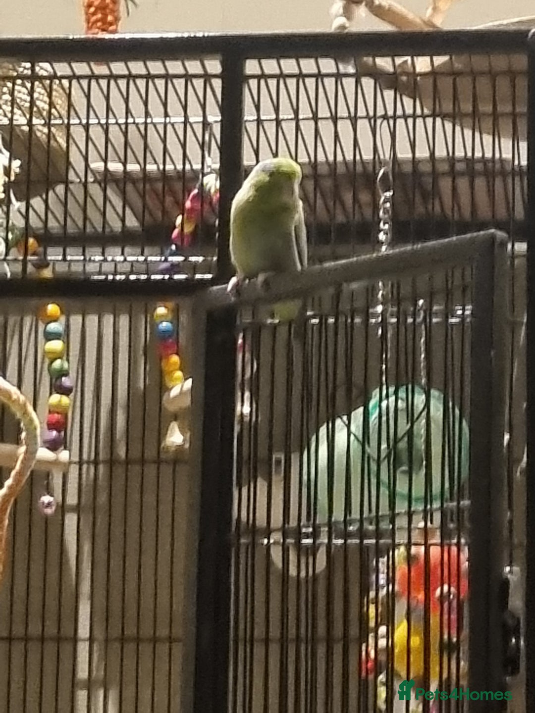Parakeets birds for sale: 2 snd half year old parrolet  - Image 2