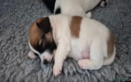 Jack Russell dogs for sale: Beautiful. Jack Russell puppies for sale - Image 4