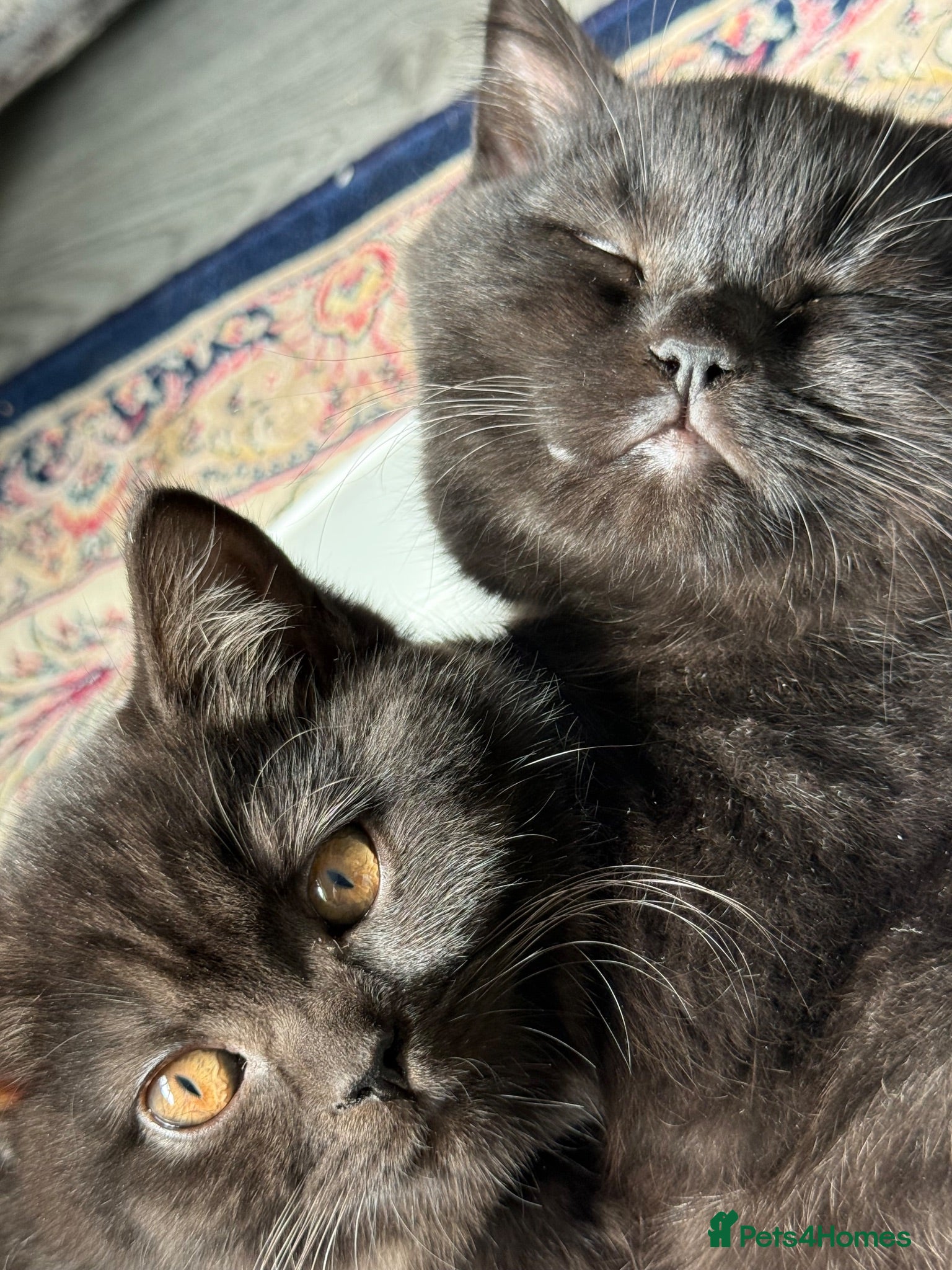 British Shorthair cats Adorable kitty  - Advert 2