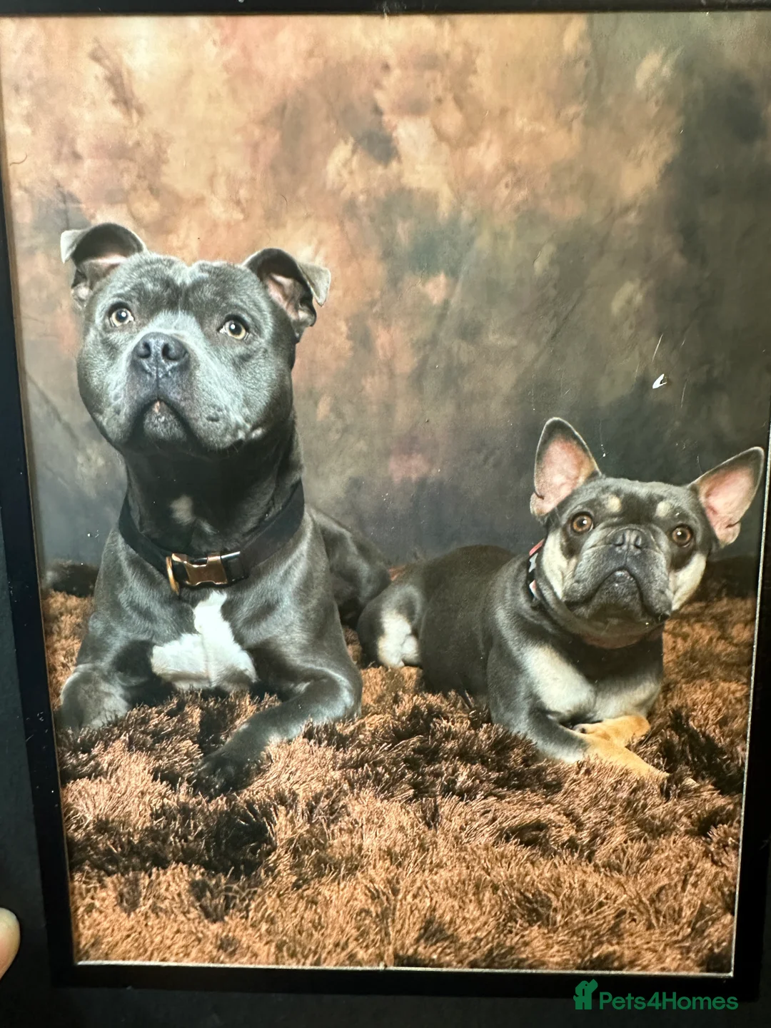 Staffordshire Bull Terrier dogs for stud: Blue Staffordshire Bull Terrier For Stud  - Advert 5