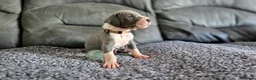 Great Dane dogs for sale: Exceptional Great Dane puppies 🐶  - Advert 21
