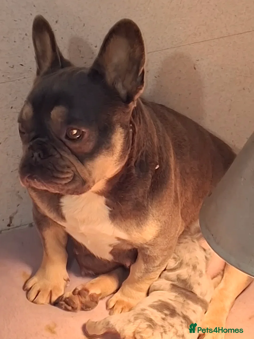 French Bulldog dogs for sale: Stunning Quality French Bulldog Puppies  - Advert 19