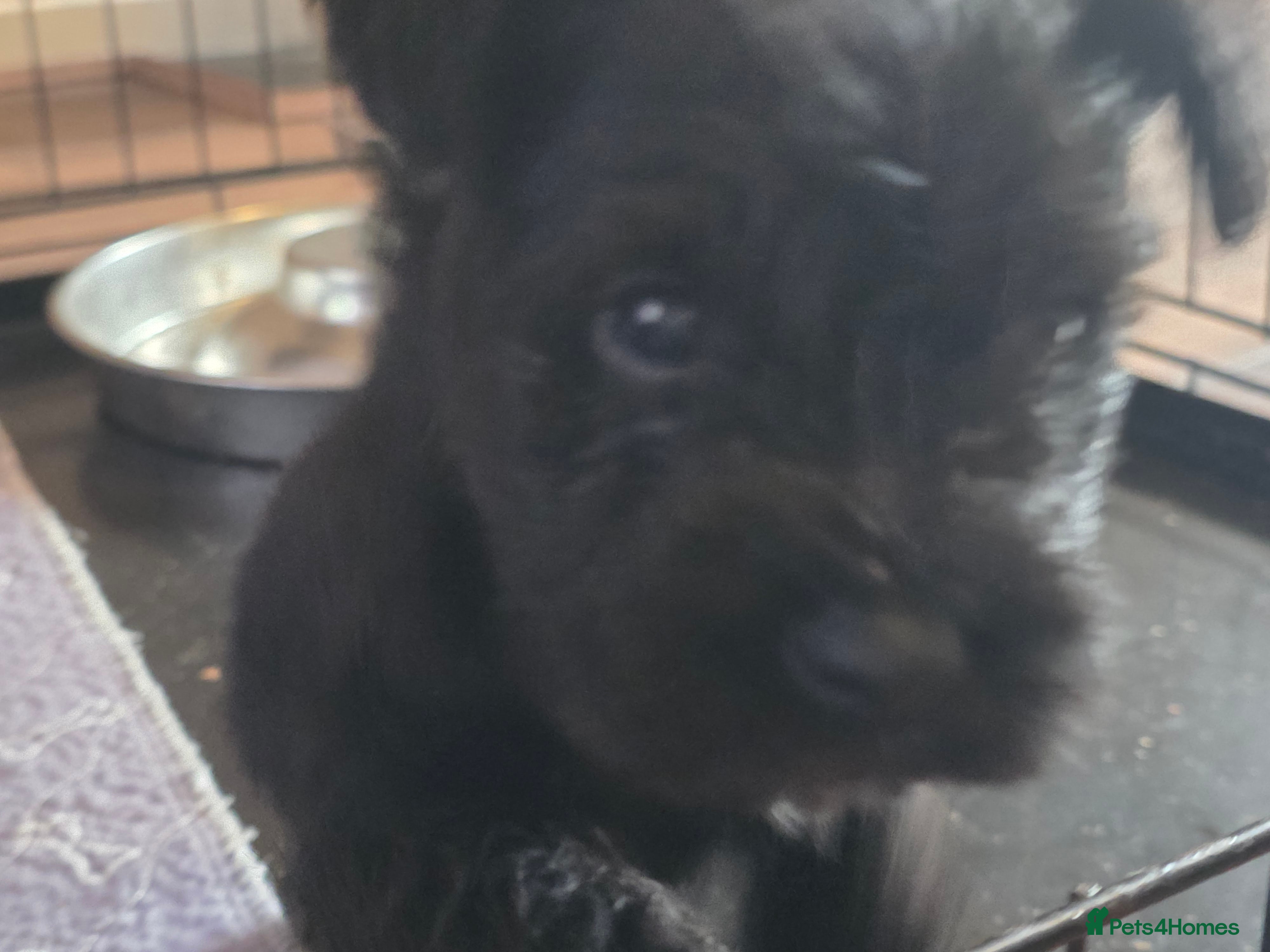 Miniature Schnauzer dogs Beautiful  miniature schnauzers - Advert 10