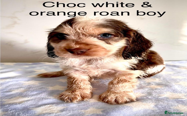 Cocker Spaniel dogs - Advert 11