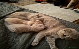 British Shorthair cats for sale: Beautiful litter of British short hair kittens - Image 15