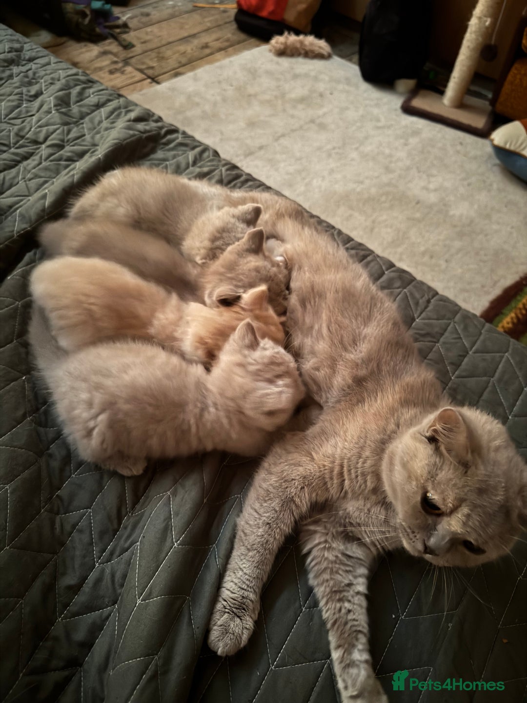 British Shorthair cats for sale: Beautiful litter of British short hair kittens - Image 15