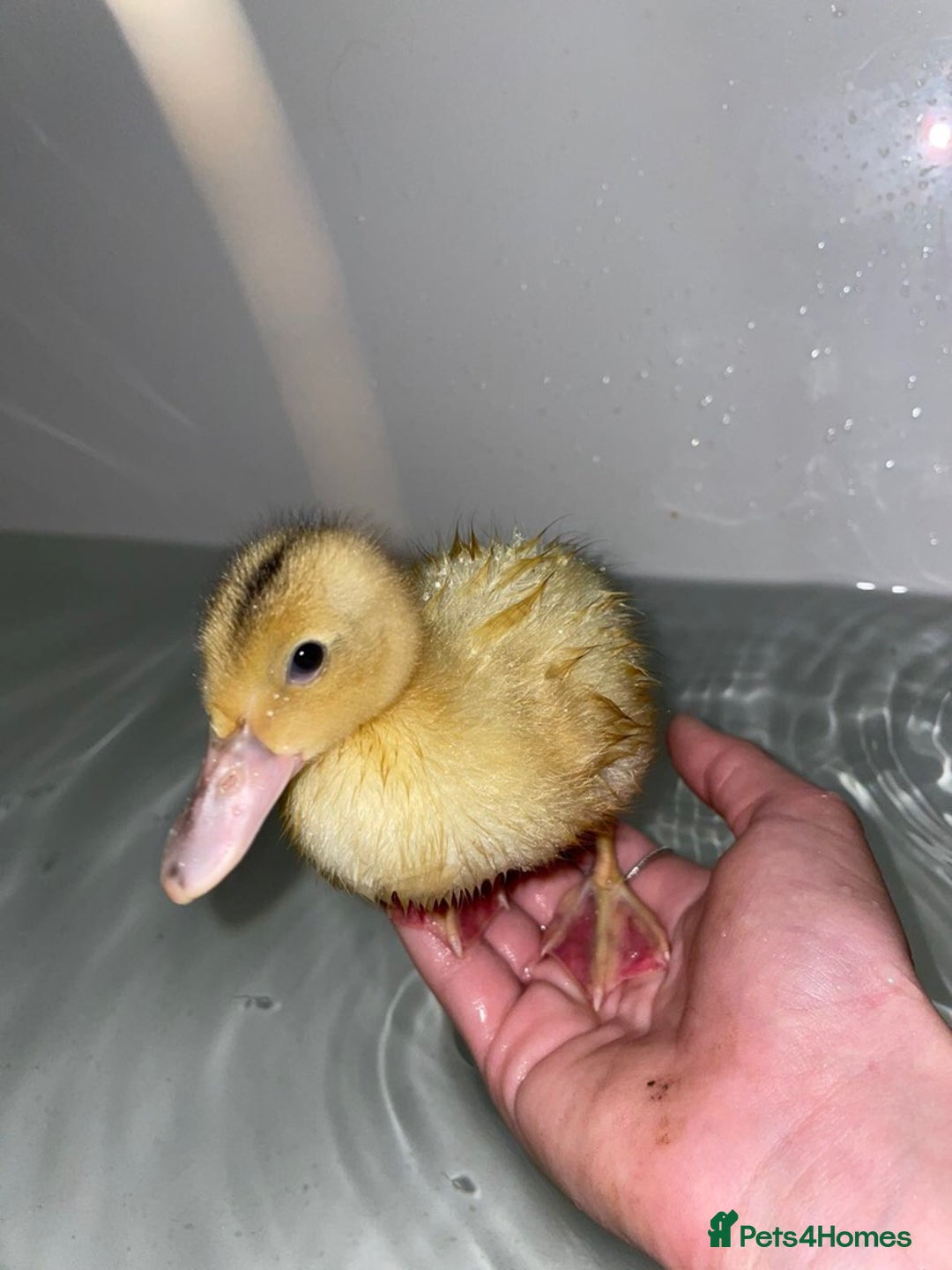 Ducks poultry for sale: Miniature Silver Appleyard Ducks – Semi Tame - Advert 8