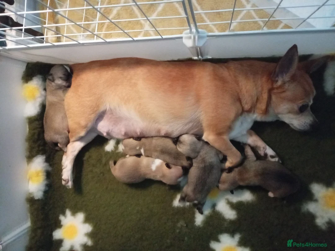 Mixed Breed dogs for sale: Chihuahua x Pug Shih Tzu puppies Chihuahua Pug Zu  - Advert 1