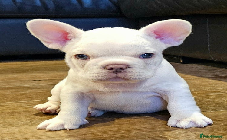 French Bulldog dogs - Advert 4