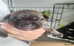 Mixed Breed dogs for sale: Puppies for sale ready 10th September - Image 10