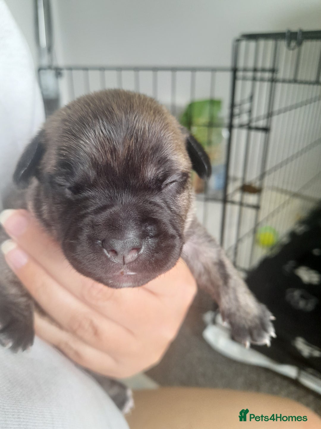Mixed Breed dogs for sale: Puppies for sale ready 10th September - Image 10
