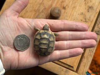 Tortoise reptiles 2025 Marginated tortoise hatchlings for sale - Advert 9